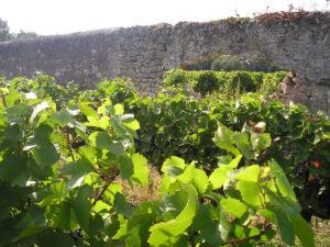 Chateau de Pintray, vue de ses vignes de Montlouis sur Loire