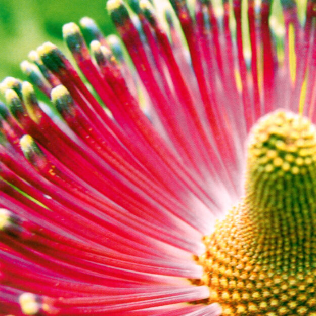 Jardin Exotique de Roscoff