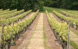 Domaine des collinauds