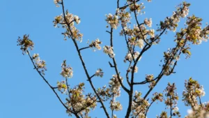 Chambres d'hôtes au Manoir de Beauregard