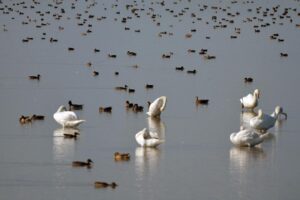 Visite de la Réserve Naturelle