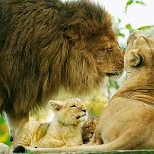 Europe, France, Bretagne, Ile-et-Vilaine, Pleugueneuc, Visites du Château de la Bourbansais et Parc Zoologique