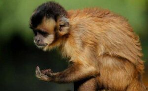 Visites du Château de la Bourbansais et Parc Zoologique, Pleugueneuc, Ile-et-Vilaine, Bretagne, France, Europe