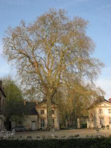 Printemps au château du Saussay vu du parc