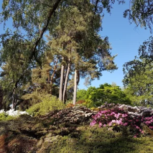 jardins de callunes grande rocaille