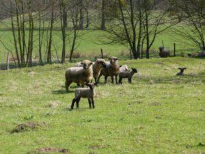 Moutons Domaine de Preisch, Gite location saisonnière, BASSE RENTGEN, France, Moselle