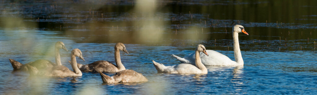 1000 raisons de découvrir le Royaume des étangs de Brenne 3 brenne etang parc naturel cygnes famille