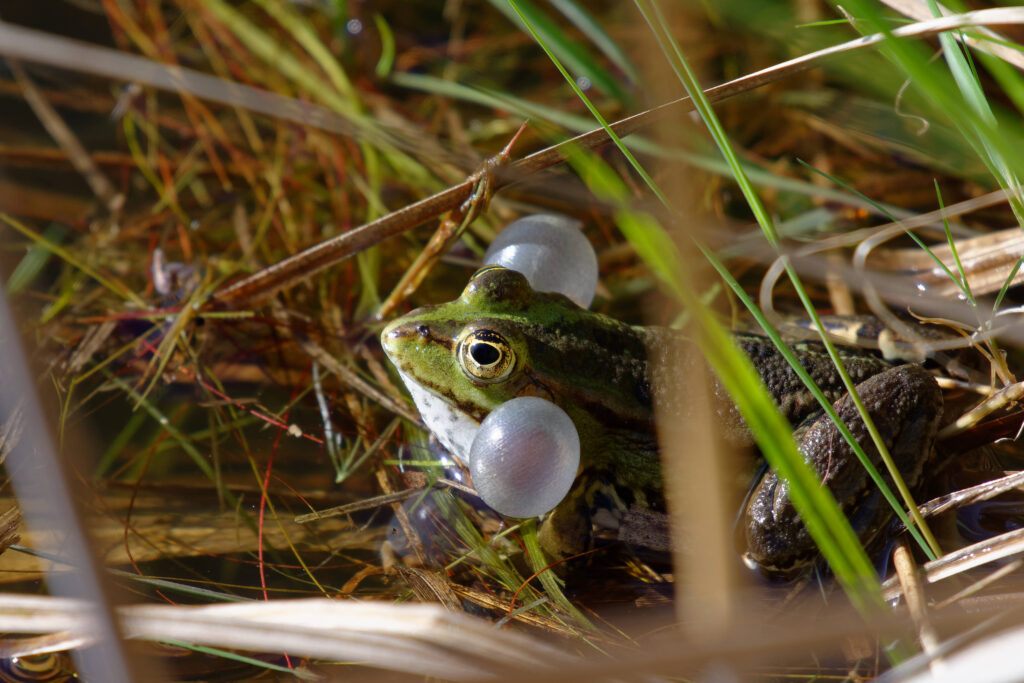 1000 raisons de découvrir le Royaume des étangs de Brenne 2 brenne etang parc naturel grenouille croiasse